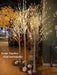 White Birch Tree Trees Lights for Christmas 